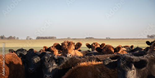 Fotografi Herd of young cows