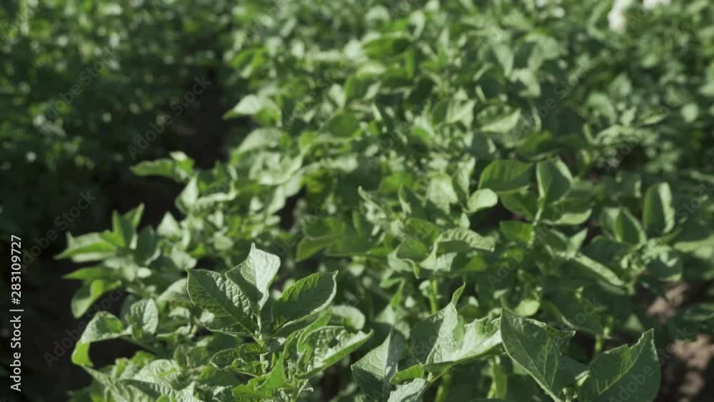Potatoes agricultural field white flowers in the wind Potatoes agricultural field white flowers in the wind