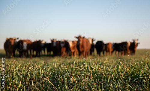 Herd of young cows photo