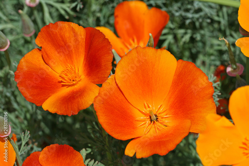 California poppy in orange