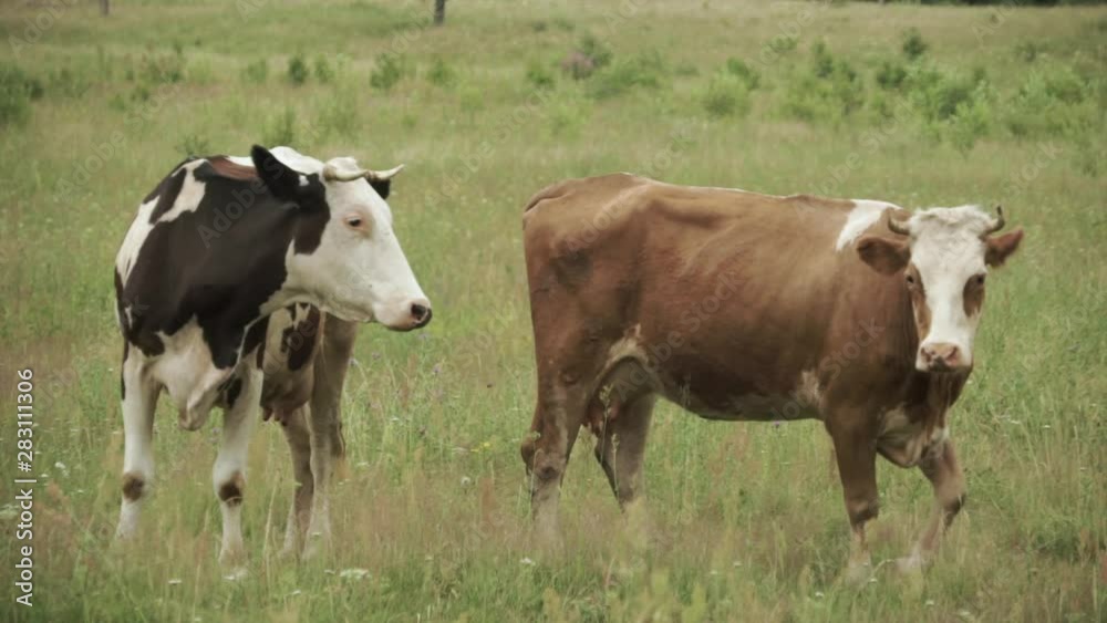 Two different color cows walking on a green pasture with tall grass Two different color cows walking on a green pasture with tall grass