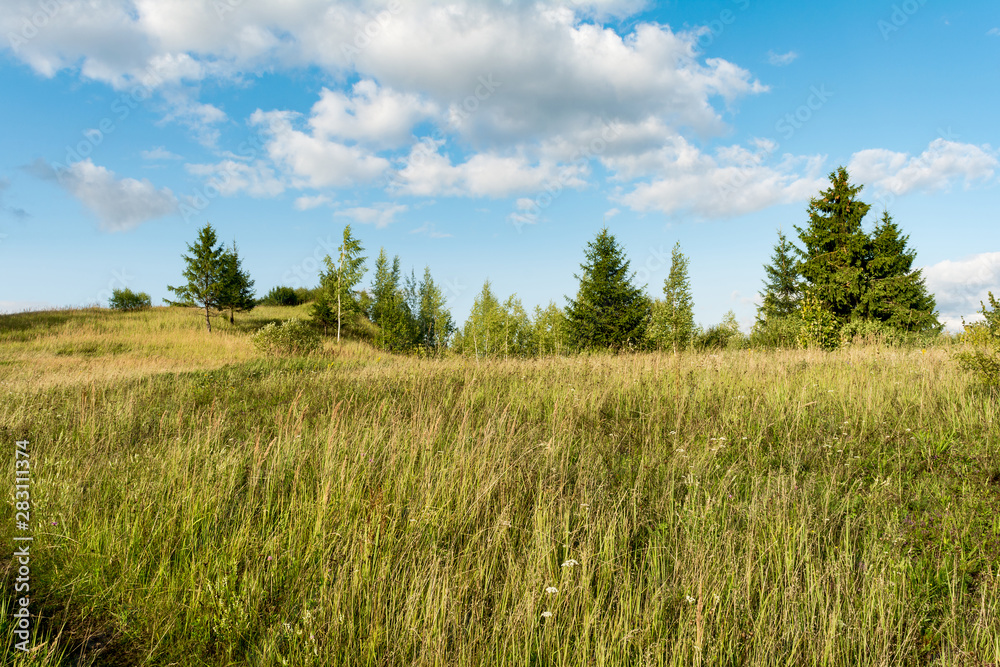 the valley with dry grass bushes and conifers, sunny summer day, blue sky with clouds the valley with dry grass bushes and conifers, sunny summer day, blue sky with clouds