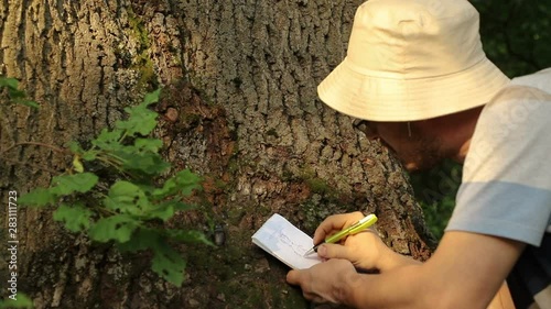 Caucasian scientist entomologist makes a sketch of a beetle Lucanus cervus in a notebook, a beetle sits on a tree bark, close-up
