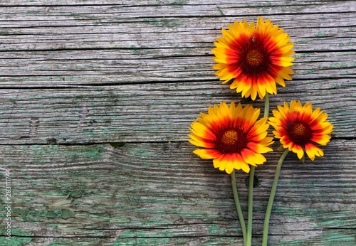 Fototapeta Naklejka Na Ścianę i Meble -  Yellow and orange daisy flowers on wooden rustic table . Autumn  or summer concept. Top view. Copy space for text. Country style.
