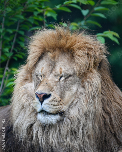Fototapeta Naklejka Na Ścianę i Meble -  portrait of a lion eyes closed