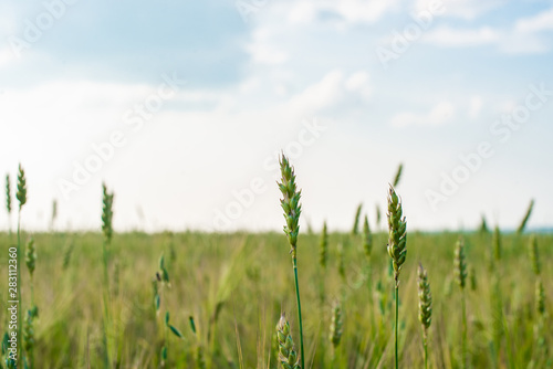 ears of barley on the field