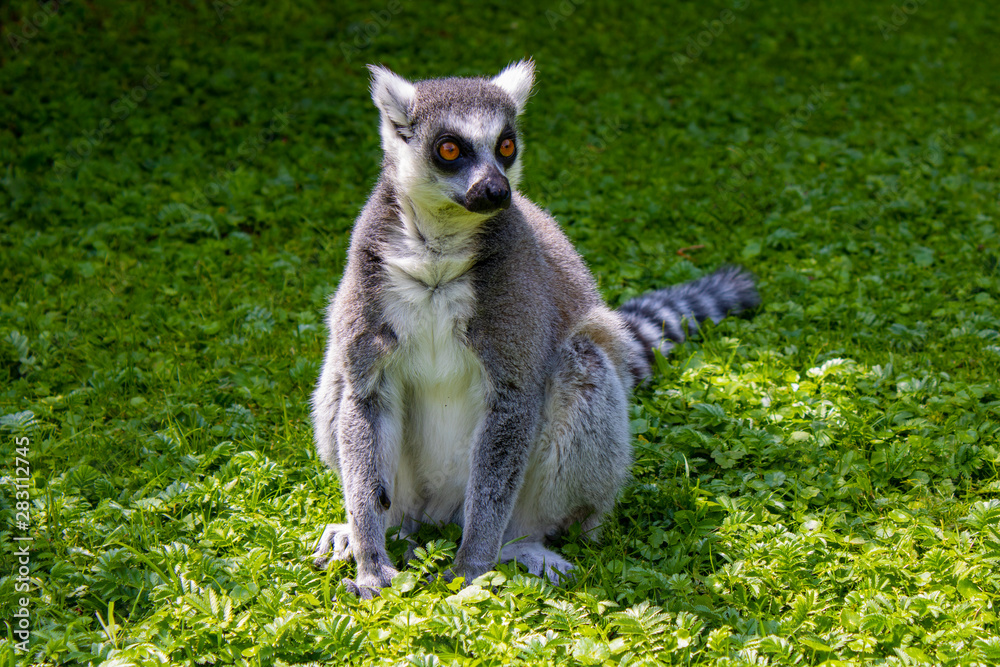 Fototapeta premium Ring tailed lemur