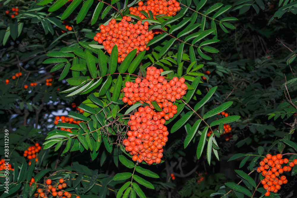 Rowan branches with ripe fruits close-up. Red rowan berries on the rowan tree branches, ripe rowan berries closeup and green leaves. Rowan branches with ripe fruits close-up. Red rowan berries on the rowan tree branches, ripe rowan berries closeup and green leaves.