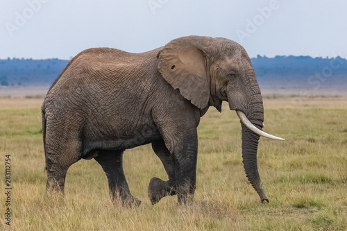 Big elephant walking in the savannah  profile portrait