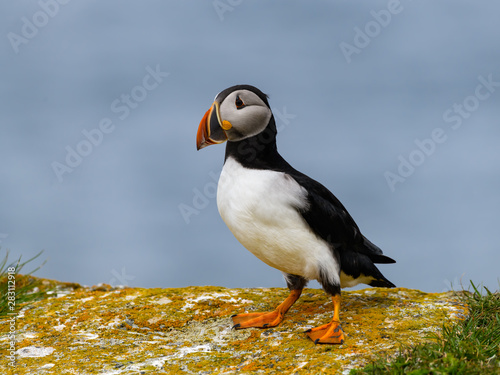Atlantic Puffin Standing on Cliff s Rock against Blue Sea Water Background  Portrait
