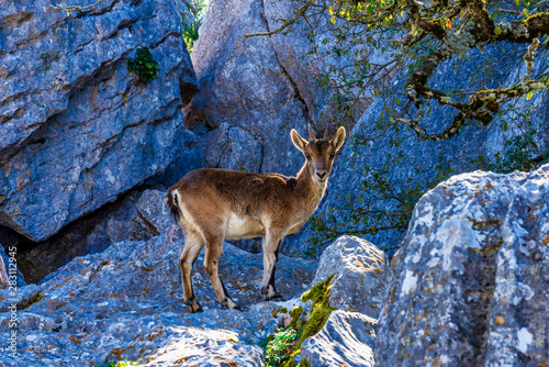 Spanish Ibex, Capra pyrenaica in Torcal de Antequera National Park, Spain
