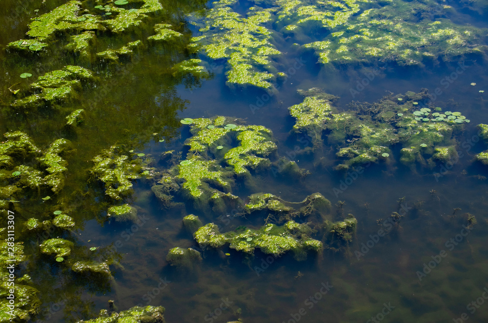 Lake Algae 4