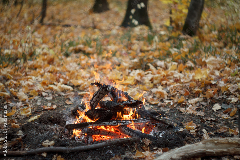 Close-up of a burning bonfire in the forest, firewood and embers on fire in the autumn forest, selective focus Close-up of a burning bonfire in the forest, firewood and embers on fire in the autumn forest, selective focus
