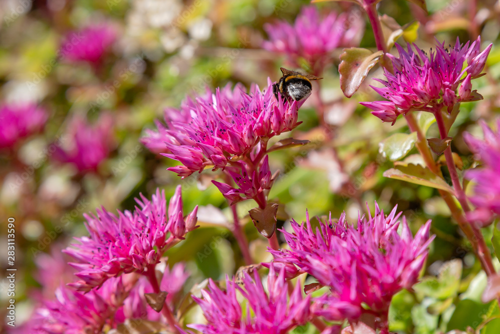 Blossom of sedum spurium, sort Schorbusser blut in alpine garden. Ground cover plants on the Alpine hill.