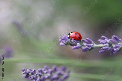 Marienkäfer, Ladybug