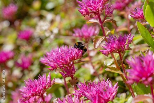 Blossom of sedum spurium  sort Schorbusser blut in alpine garden. Ground cover plants on the Alpine hill.