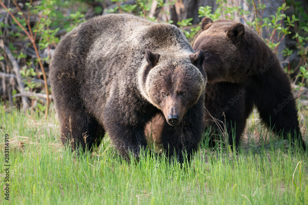 Grizzly bears during mating season Grizzly bears during mating season