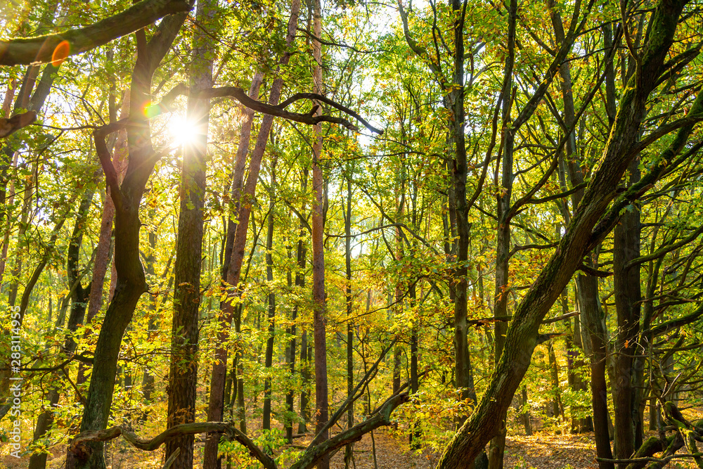 Fototapeta premium Herbstlandschaft, farbiges Herbstlaub an einem Baum