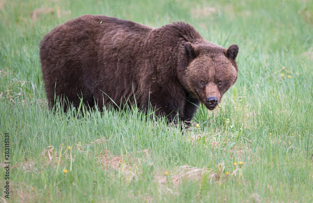 Fototapeta premium Grizzly bears during mating season