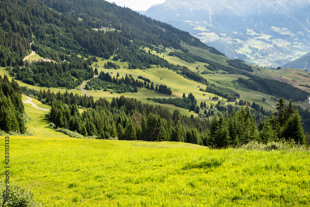 Alpine Pastures And Fir Trees Alpine Pastures And Fir Trees