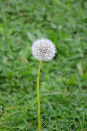 dandelion on background of green grass