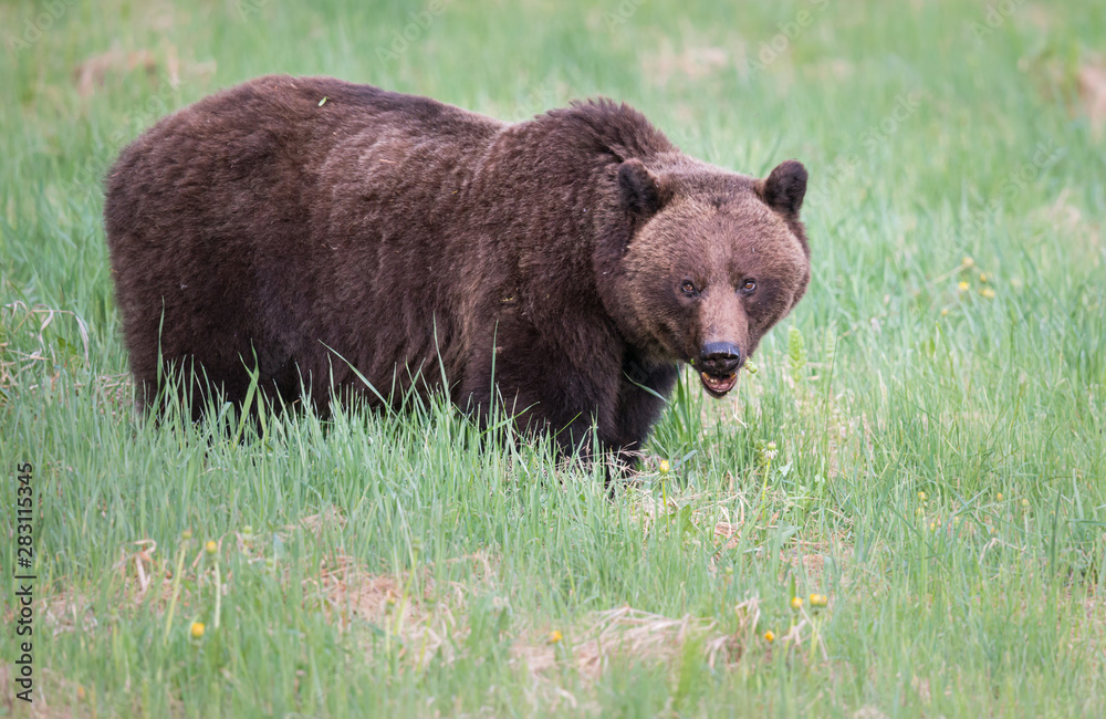 Fototapeta premium Grizzly bears during mating season