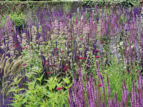 Buntes Staudenbeet, vorwiegende aus Salvia nemorosa