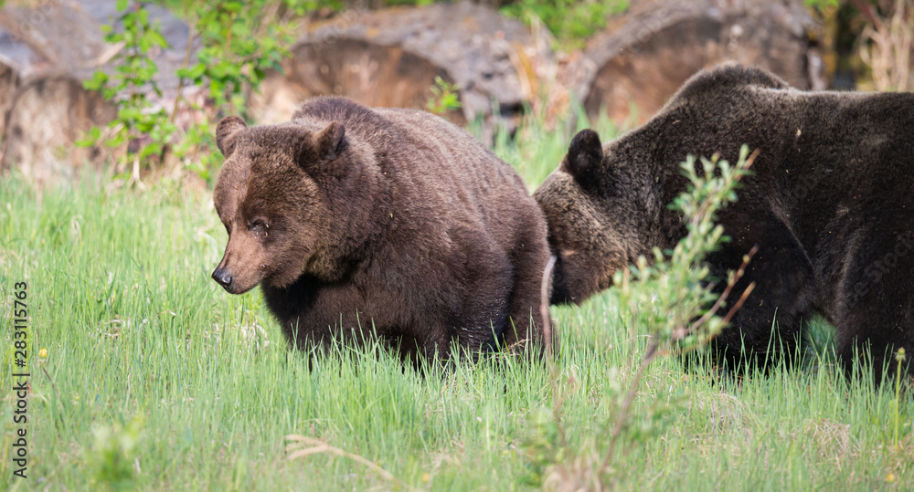 Grizzly bears during mating season Grizzly bears during mating season