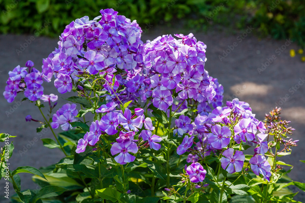 Blossom phlox paniculata in garden. Purple flower Phlox paniculata in natural background. Blossom phlox paniculata in garden. Purple flower Phlox paniculata in natural background.