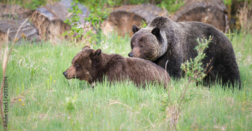 Grizzly bears during mating season © Jillian