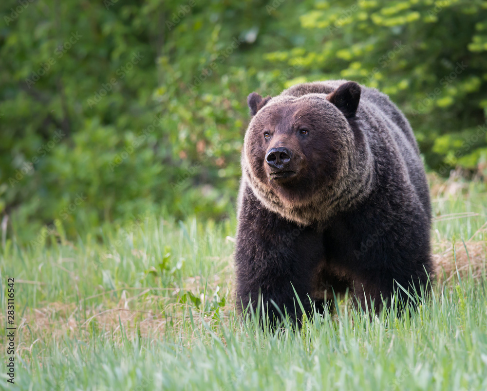 Grizzly bears during mating season Grizzly bears during mating season