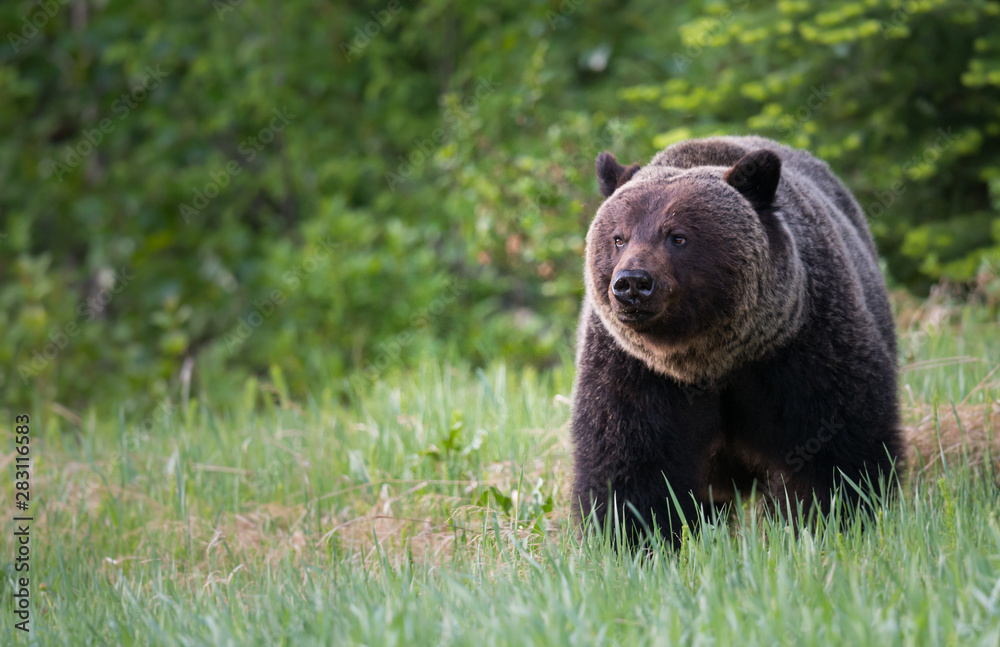 Grizzly bears during mating season Grizzly bears during mating season