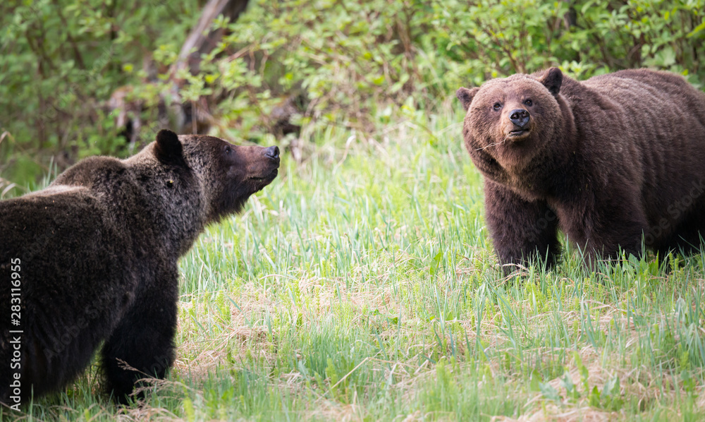Grizzly bears during mating season Grizzly bears during mating season