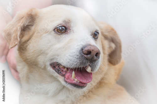 Fototapeta Naklejka Na Ścianę i Meble -  Portrait Hund, Close-up