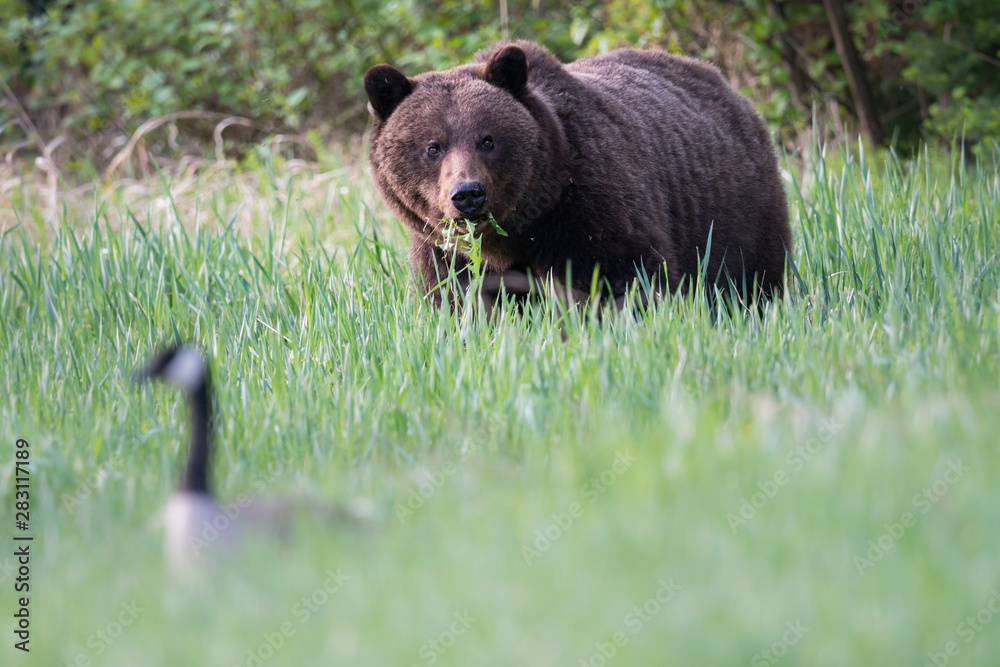 Fototapeta premium Grizzly bears during mating season