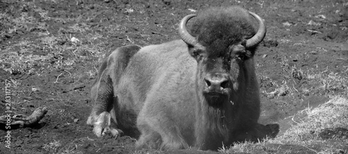 Bison are large, even-toed ungulates in the genus Bison within the subfamily Bovinae. photo