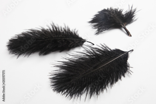 Black feather in front of white background 