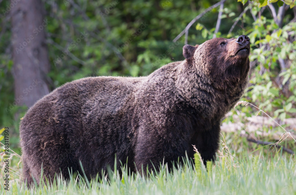 Grizzly bears during mating season Grizzly bears during mating season