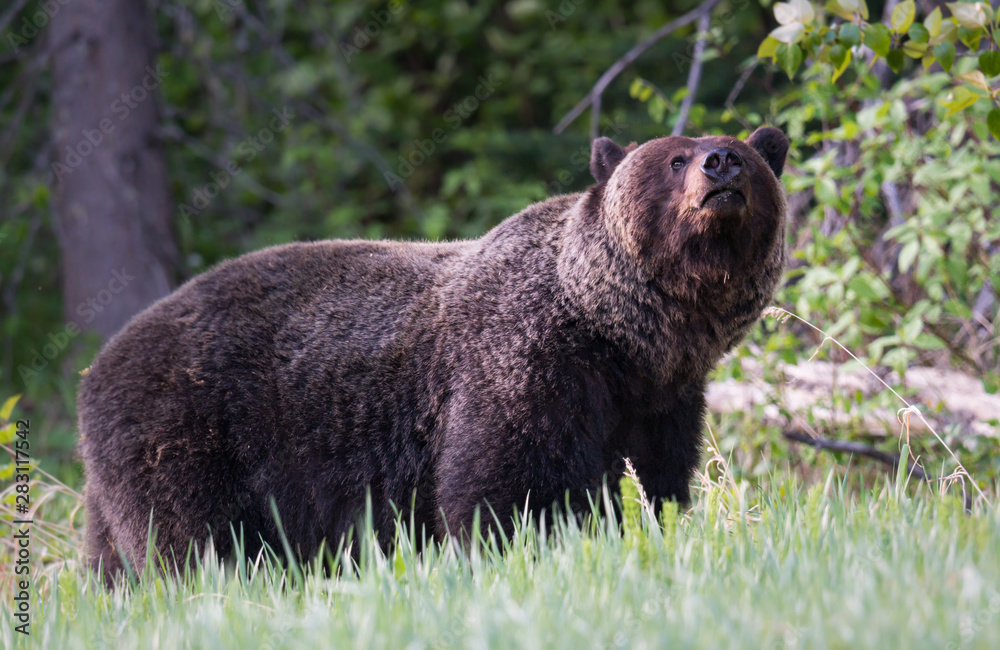 Grizzly bears during mating season Grizzly bears during mating season
