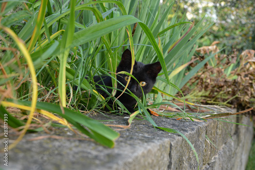 Black cat hiding in grass.
