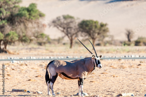 An Oryx - Oryx gazella- grazing in the Namibian desert near the Sesriem campsite.