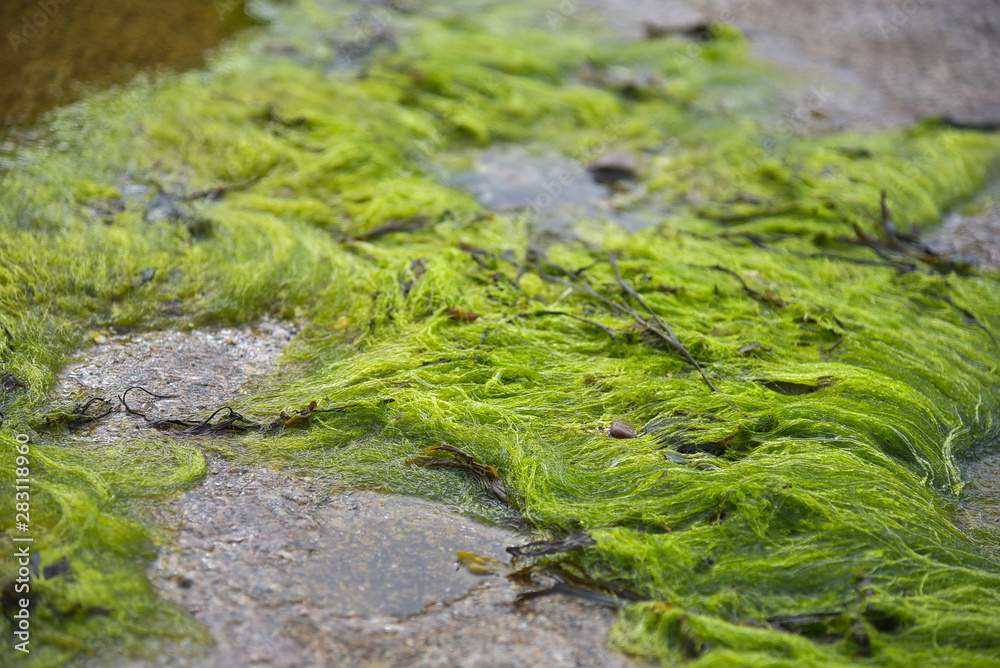 algae rock