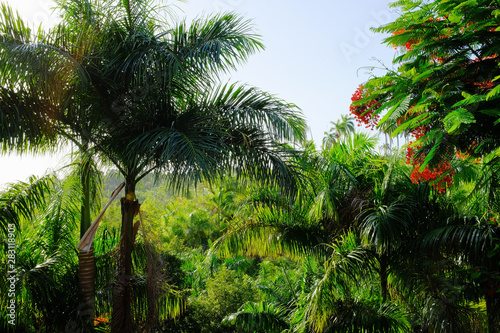 palm trees in forest
