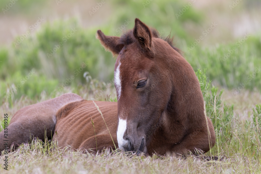 Cute Wild Horse Foal in the Utah Desert Cute Wild Horse Foal in the Utah Desert