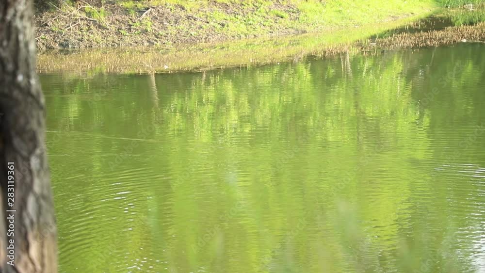 Small black and white-headed ducks swim in the pond in the early morning, in the background a littered shore is visible, a medium plan Small black and white-headed ducks swim in the pond in the early morning, in the background a littered shore is visible, a medium plan