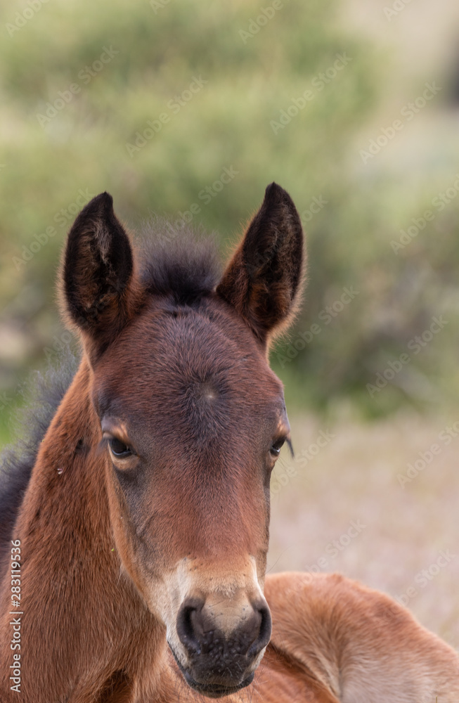 Cute Wild Horse Foal in the Utah Desert Cute Wild Horse Foal in the Utah Desert