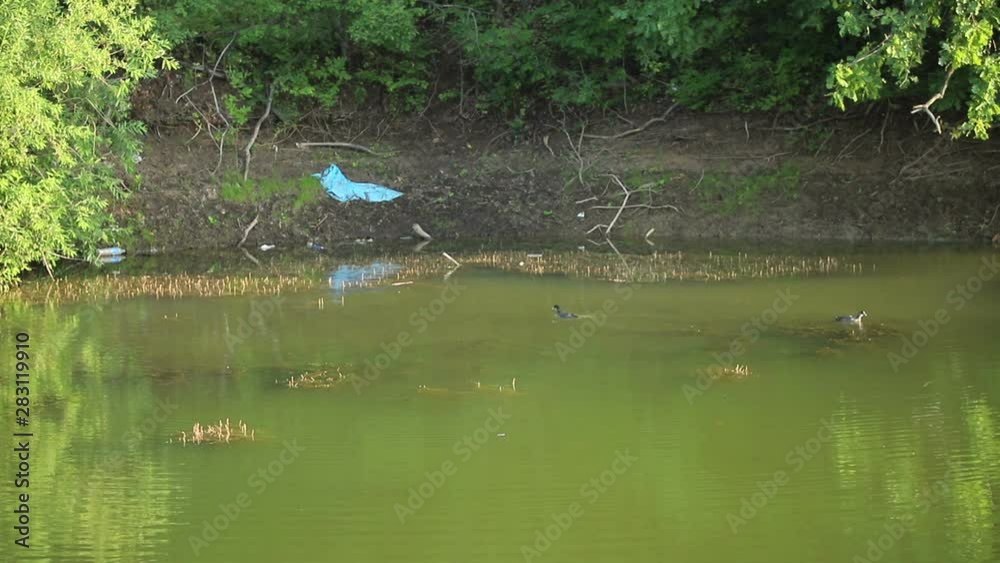 Small black and white-headed ducks swim in the pond in the early morning, in the background a littered shore is visible, a medium plan Small black and white-headed ducks swim in the pond in the early morning, in the background a littered shore is visible, a medium plan