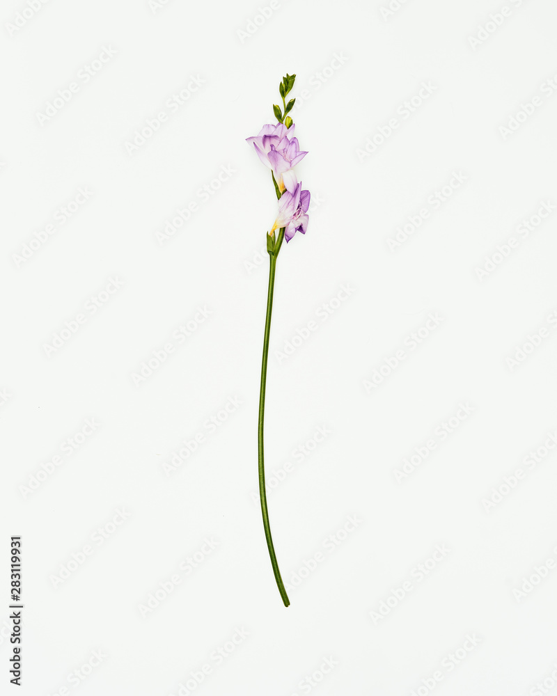 Minimal flowers against a white background, studio shot, 