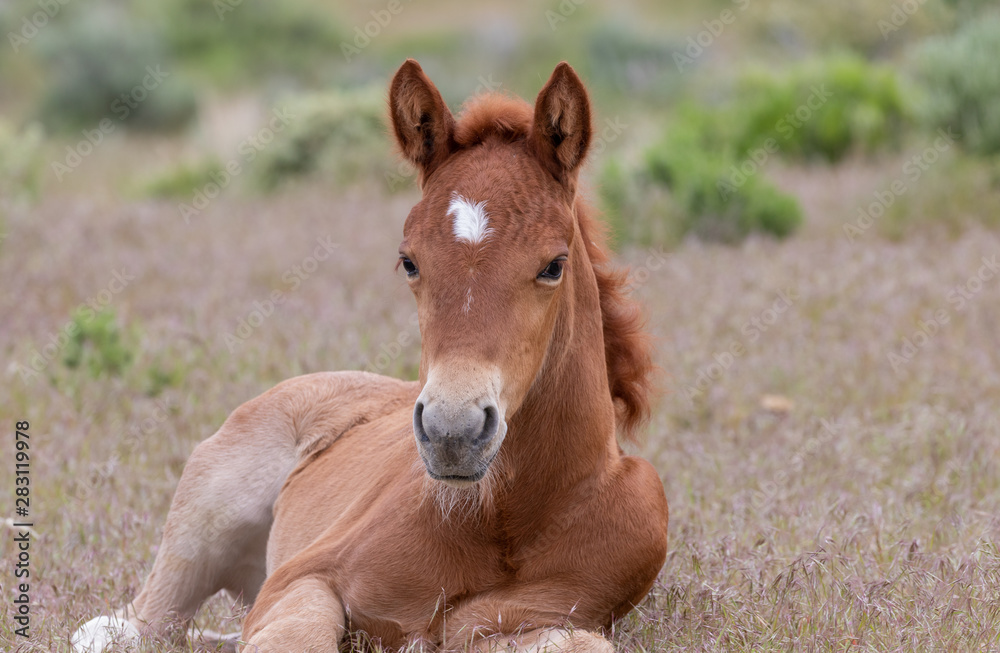Cute Wild Horse Foal in the Utah Desert Cute Wild Horse Foal in the Utah Desert