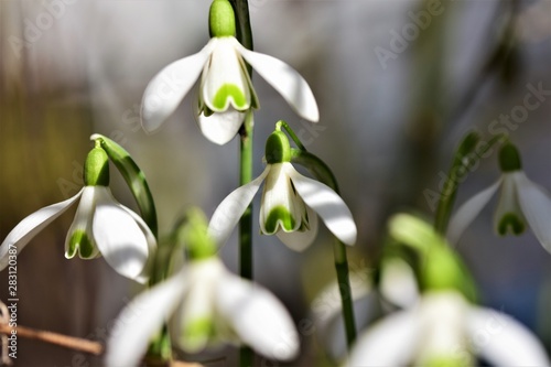 Wallpaper Mural Schneeglöckchen Torontodigital.ca